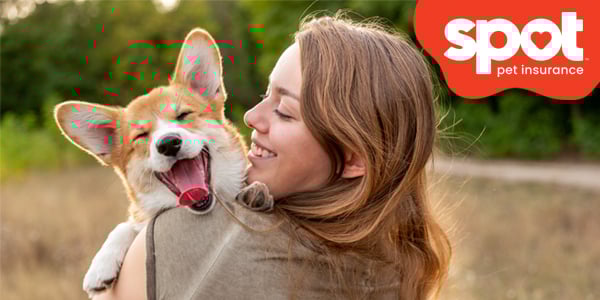 Spot Pet Insurance hero image